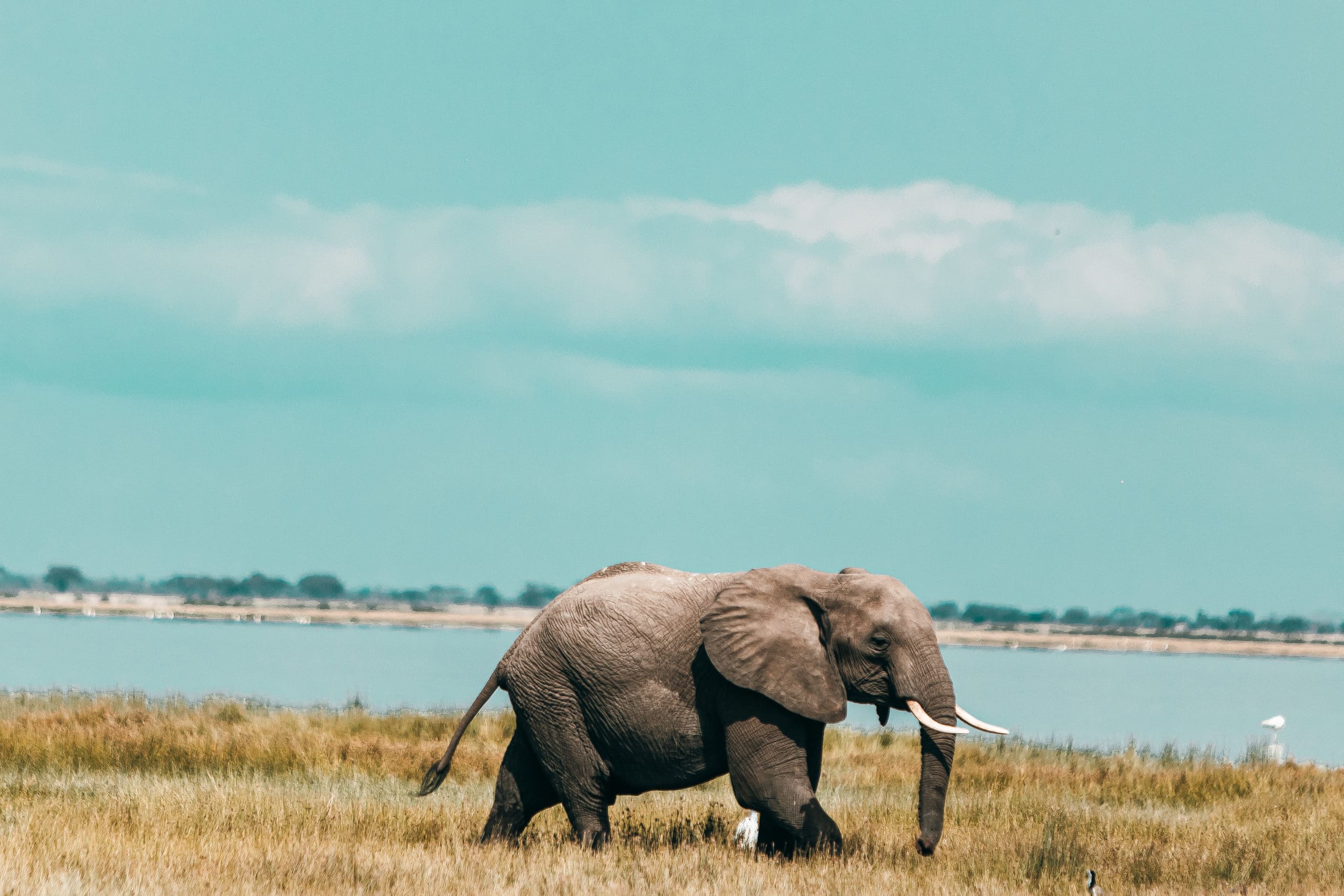 Kenya Safari Getaway – Nairobi, Amboseli & Maasai Mara -photo - 6