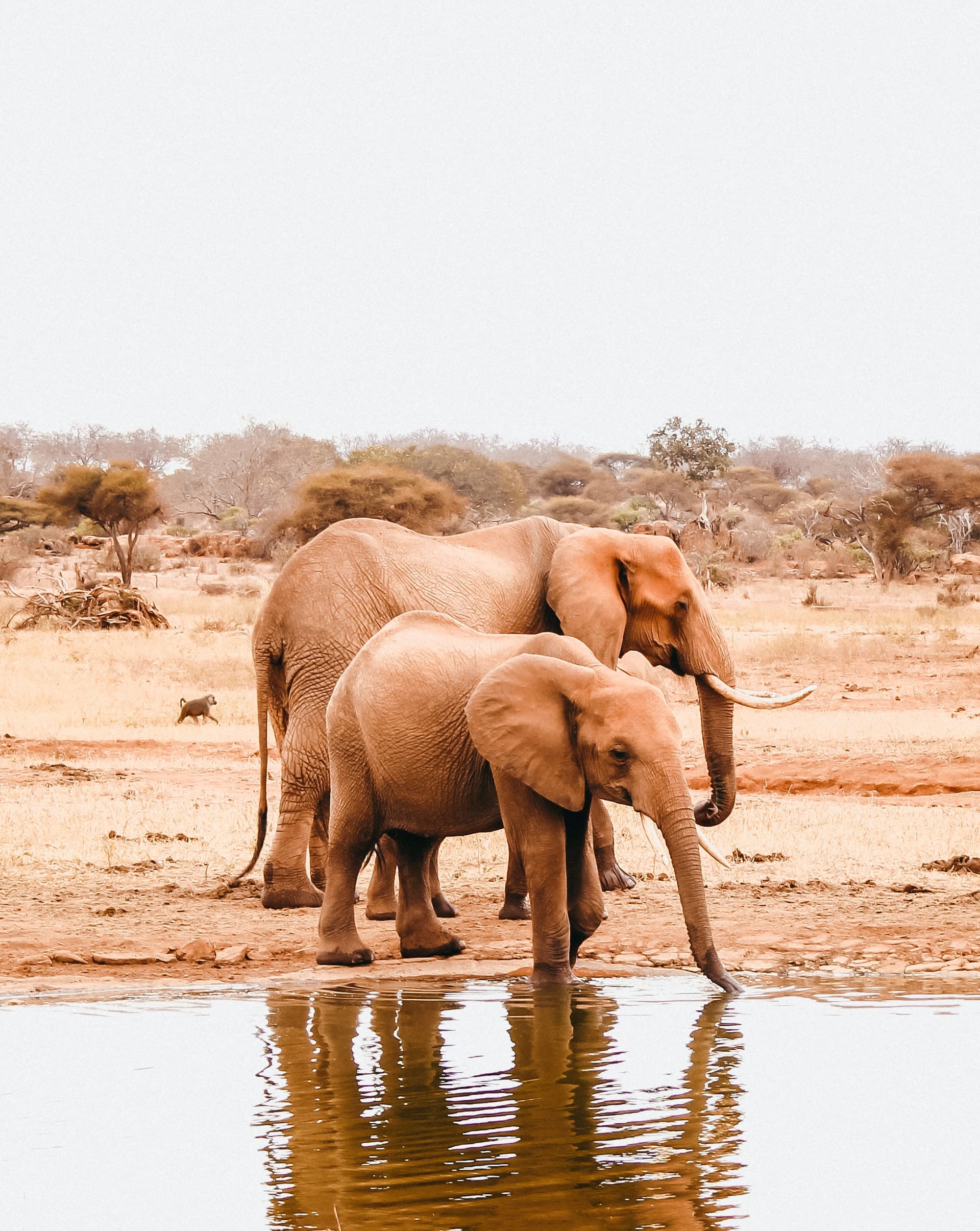 Kenya Safari Low Season Getaway Special by Luxe Tribes