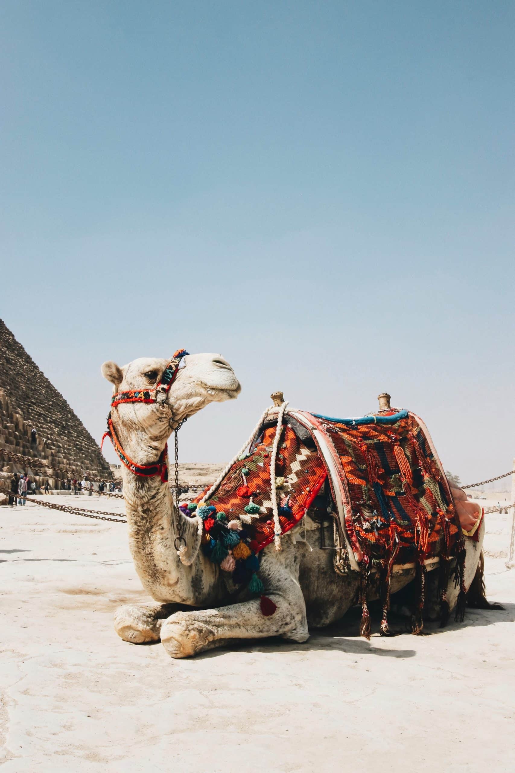 Egypt Getaway Special – Cairo & Sharm El Sheikh by Luxe Tribes