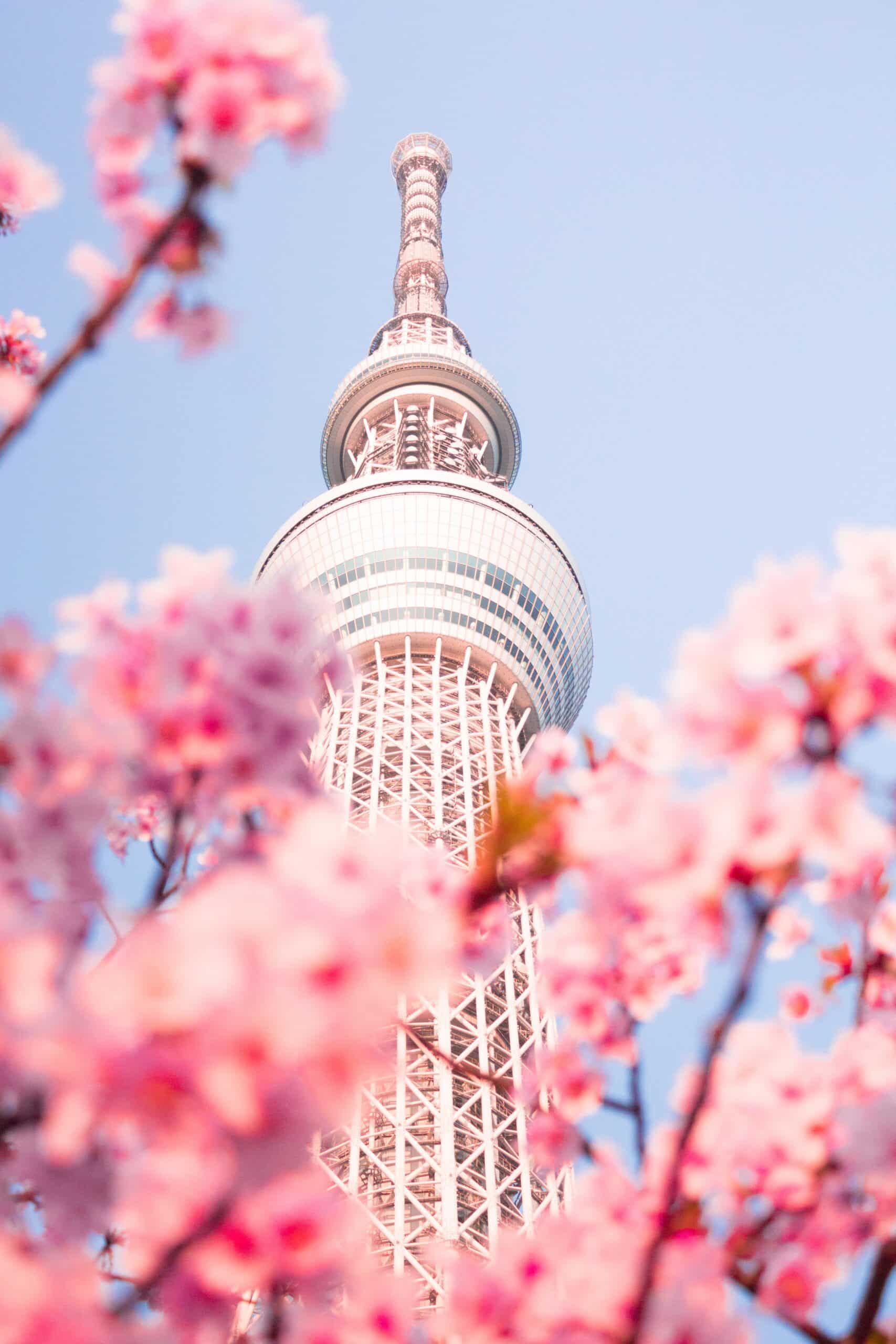 Japan Cherry Blossoms Getaway Special by Luxe Tribes photo 3