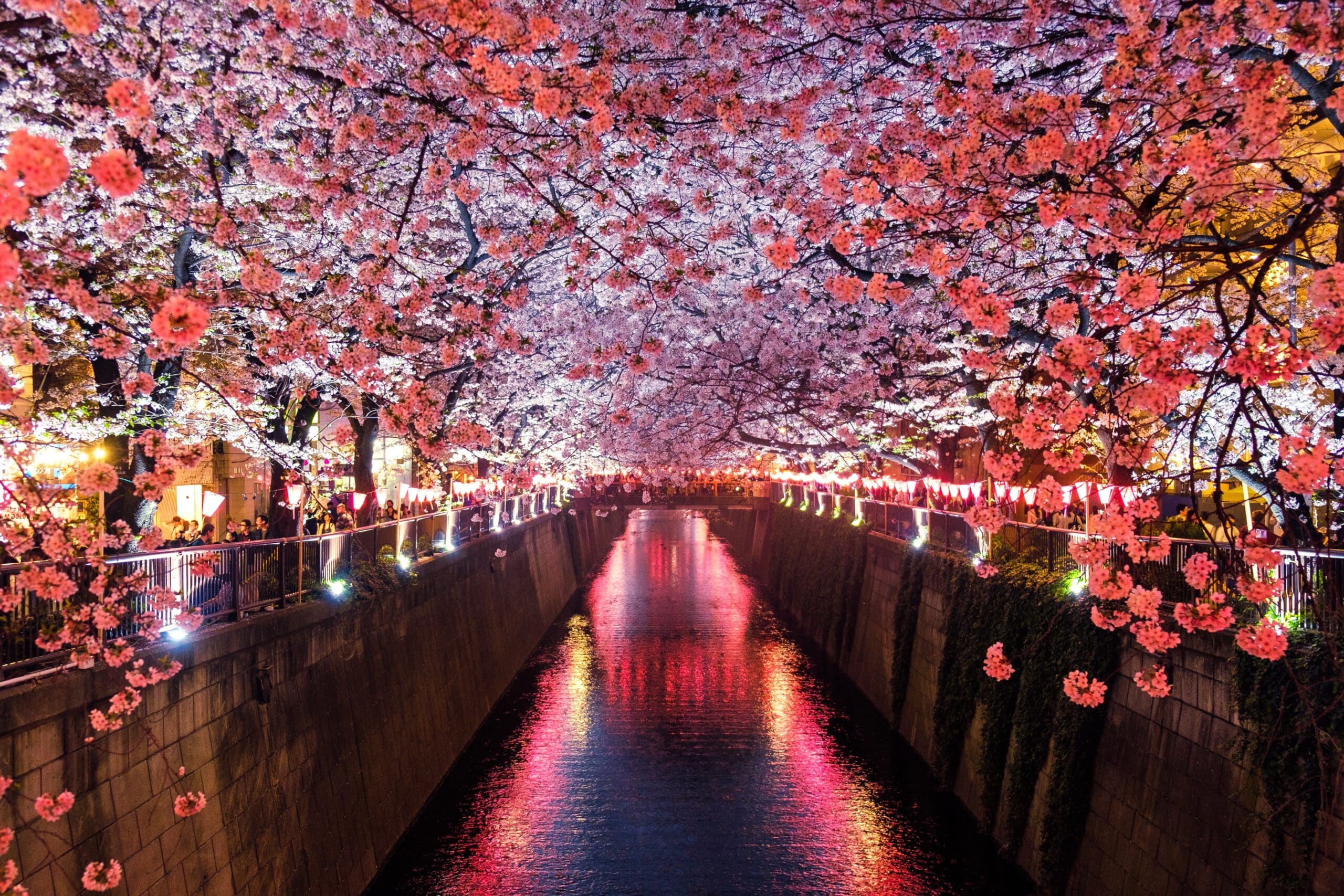 Japan Cherry Blossoms Getaway Special -photo - 2