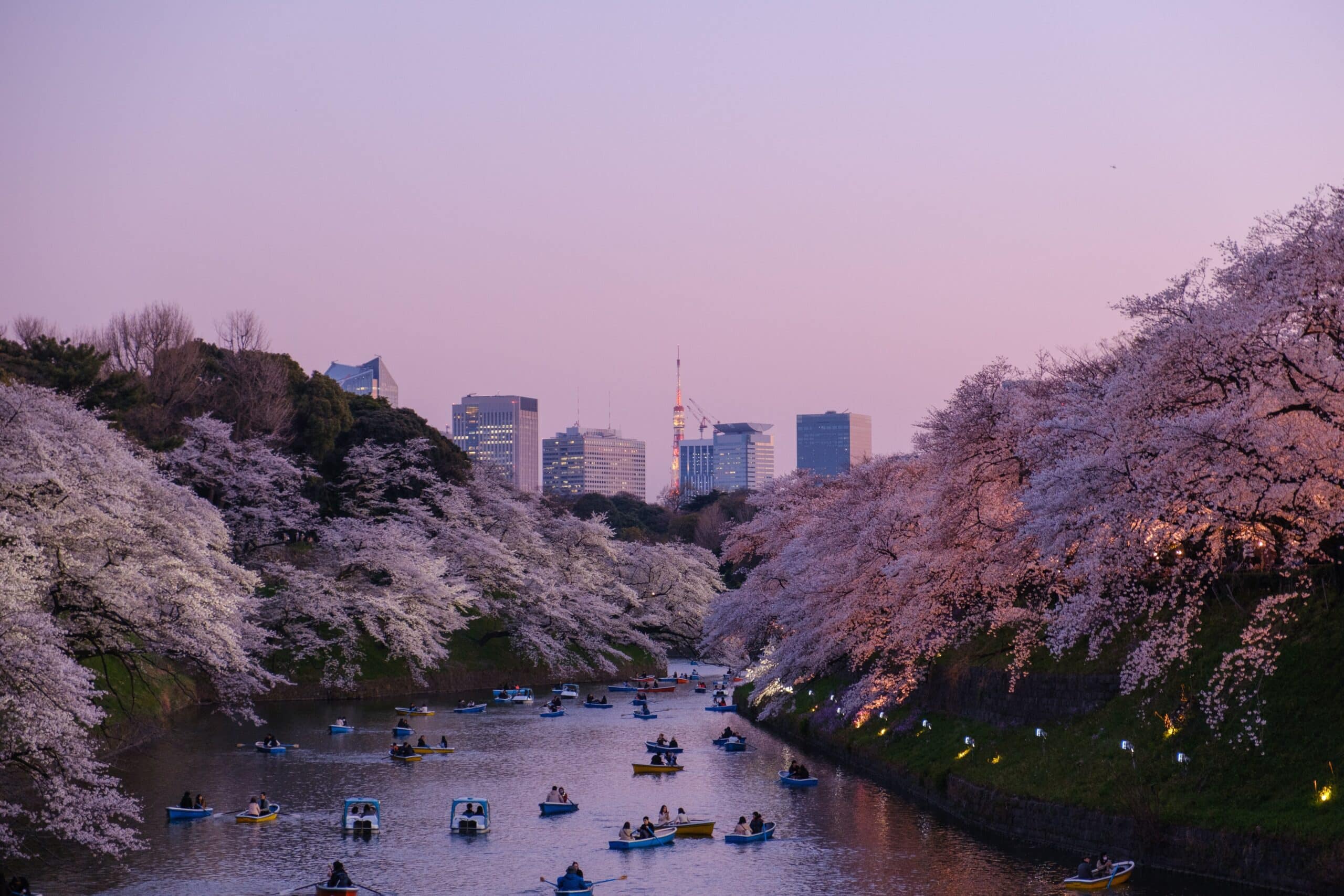 Japan Cherry Blossoms Getaway Special -photo - 4