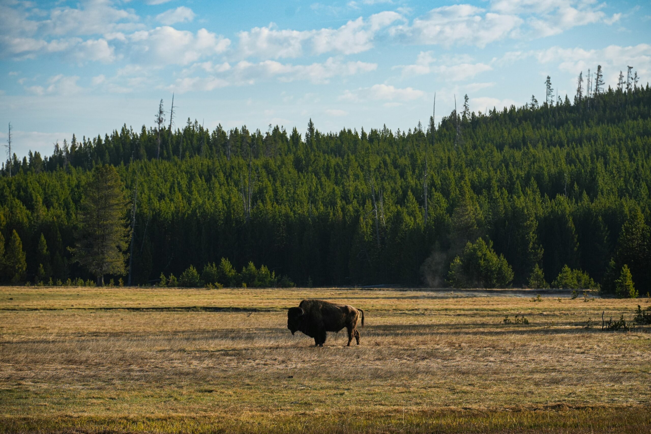 Yellowstone Escape: Wild and Free Edition, USA -photo - 5