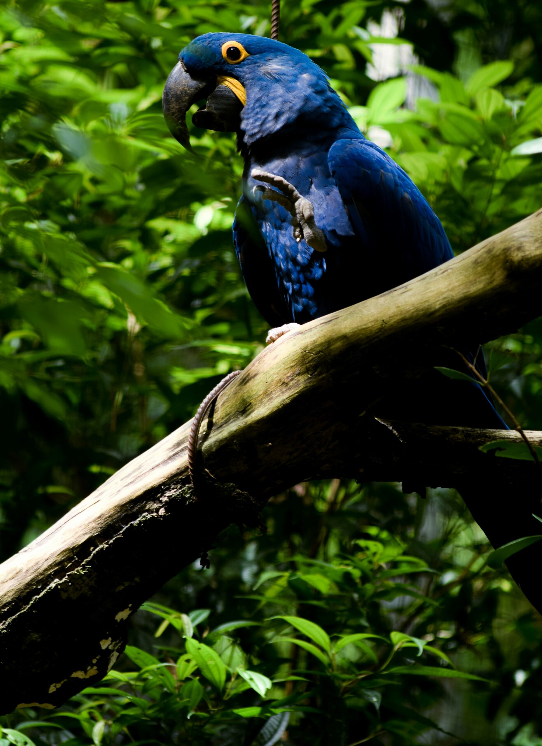 Lush of Brazil -photo - 11