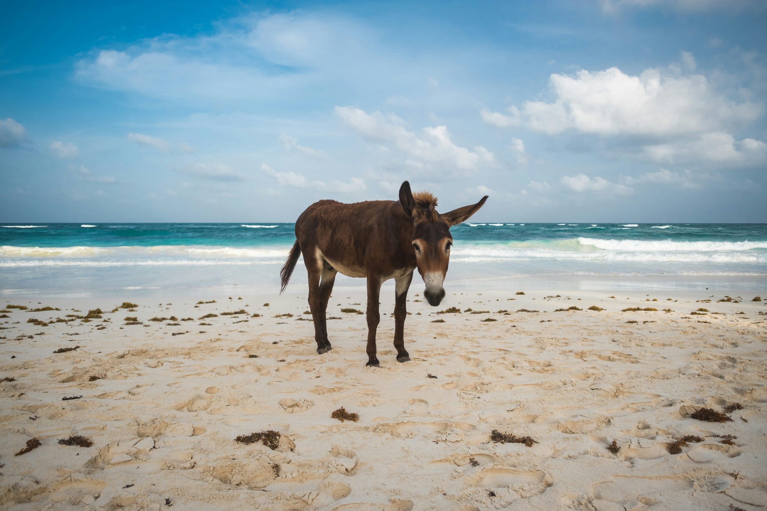 Zen Vibes Only: Tulum Wellness Escape -photo - 2