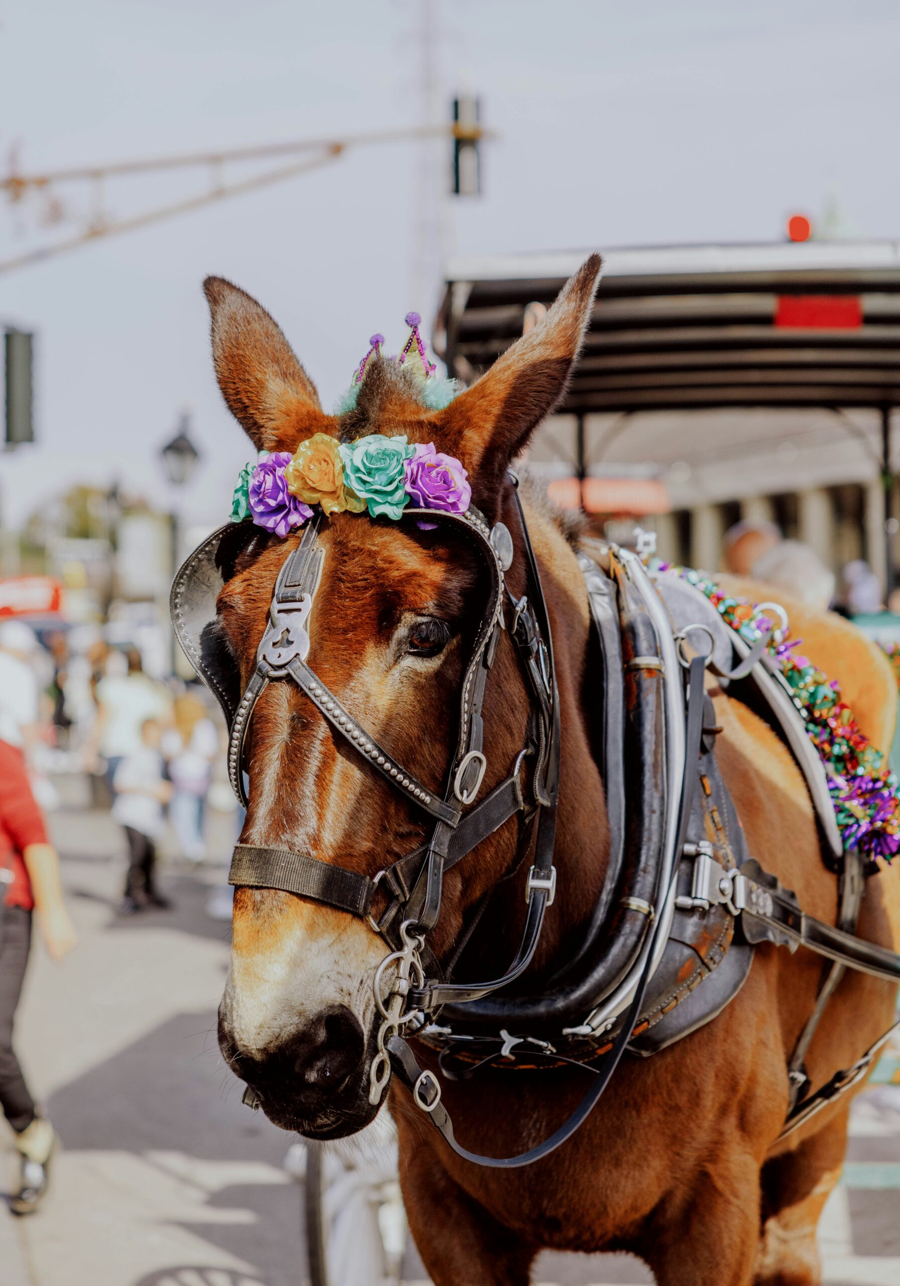 Party Vibes: Mardi Gras Unleashed in New Orleans -photo - 1