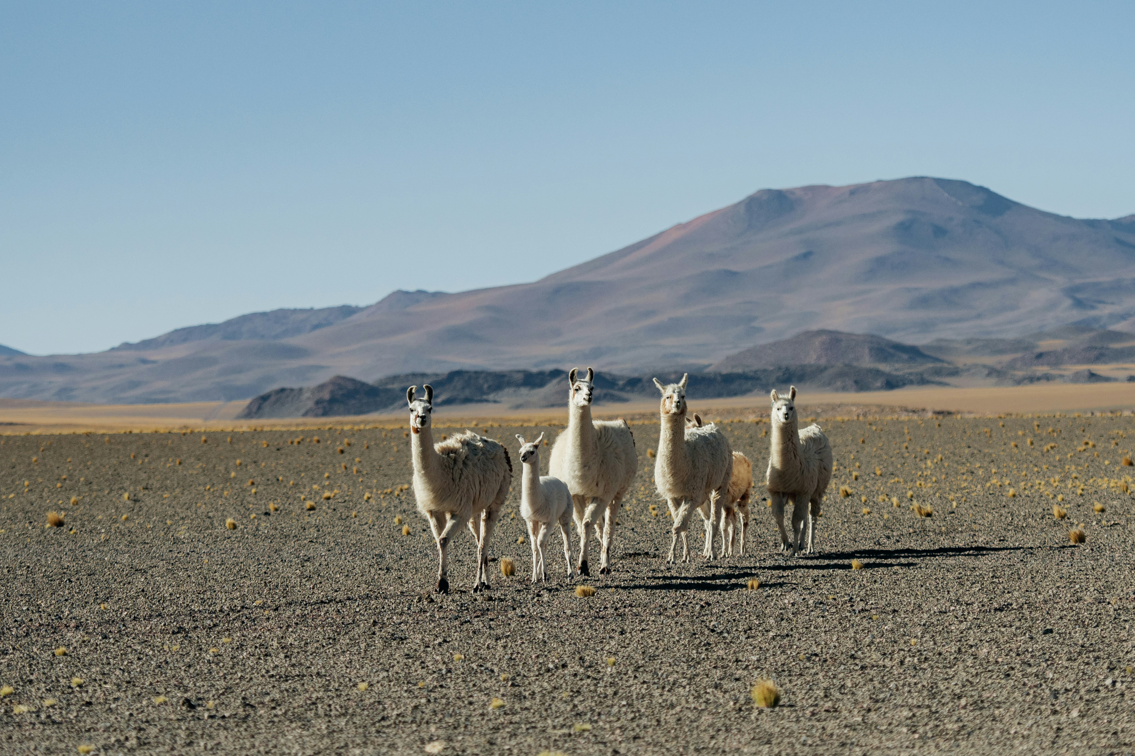 Atacama Luxury Wellness Retreat by Luxe Tribes photo 2