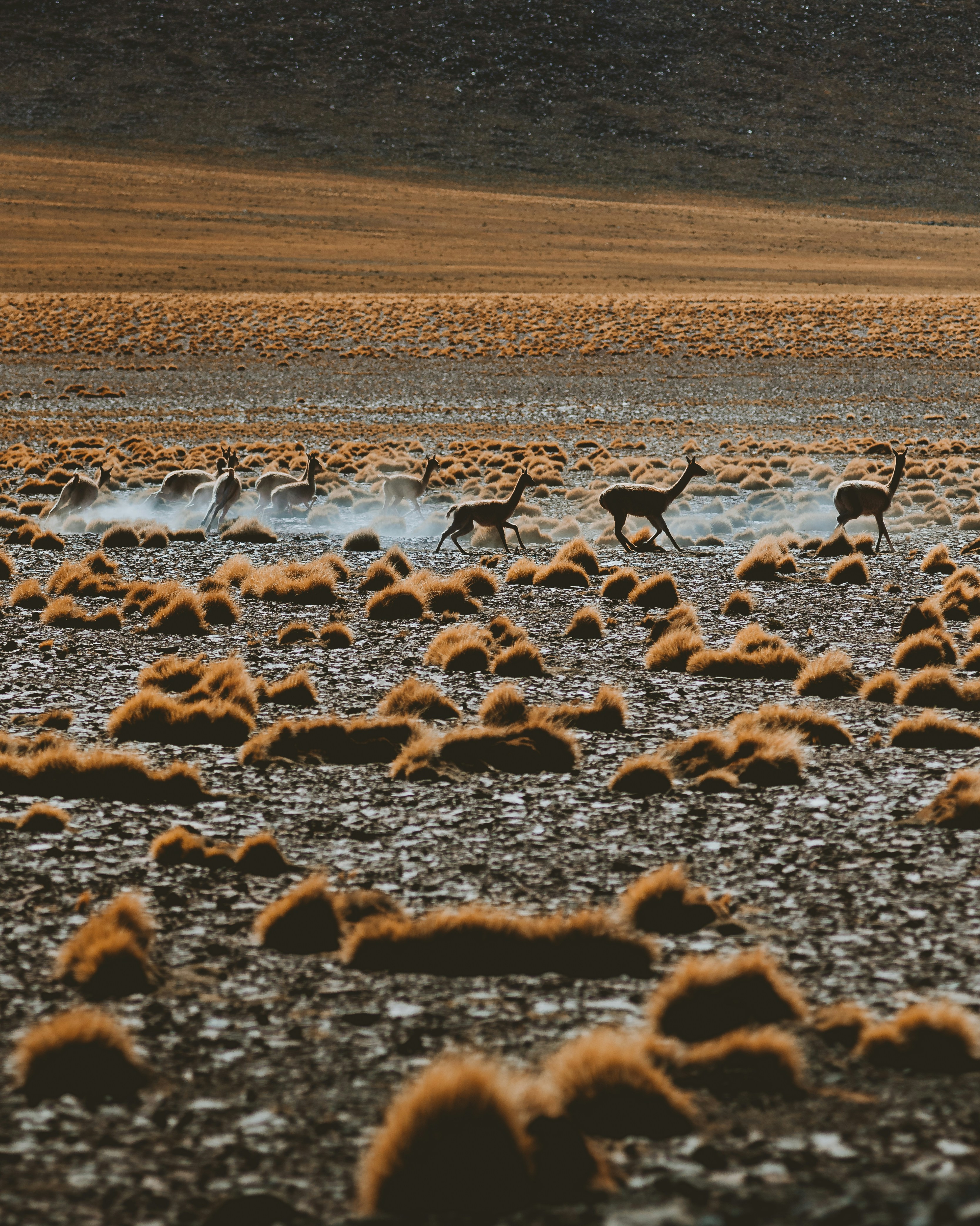 Atacama Luxury Wellness Retreat -photo - 6