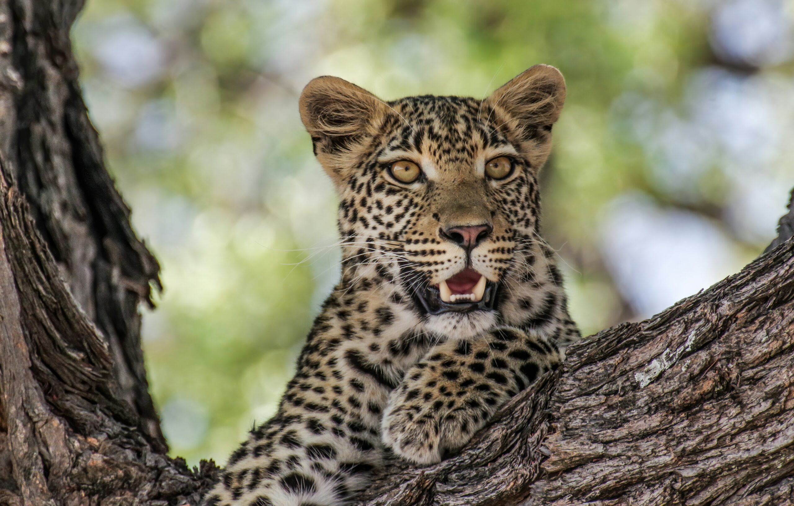 Botswana -photo - 7