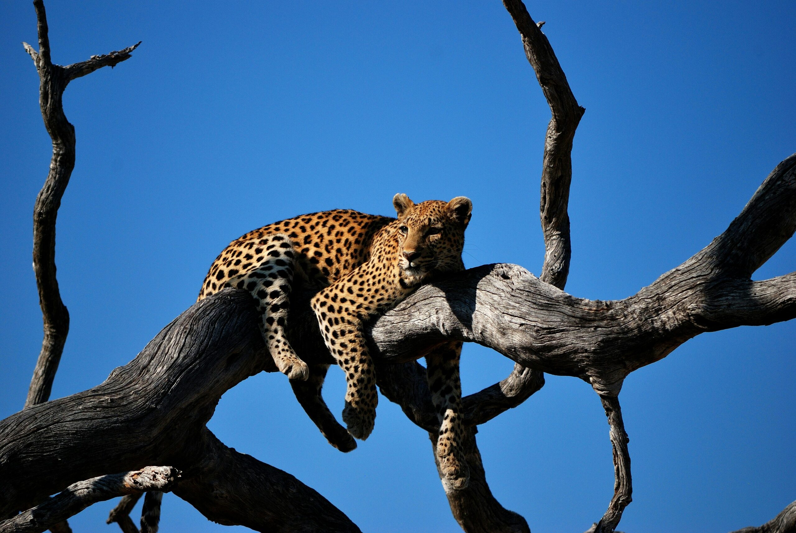 Botswana by Luxe Tribes photo 3