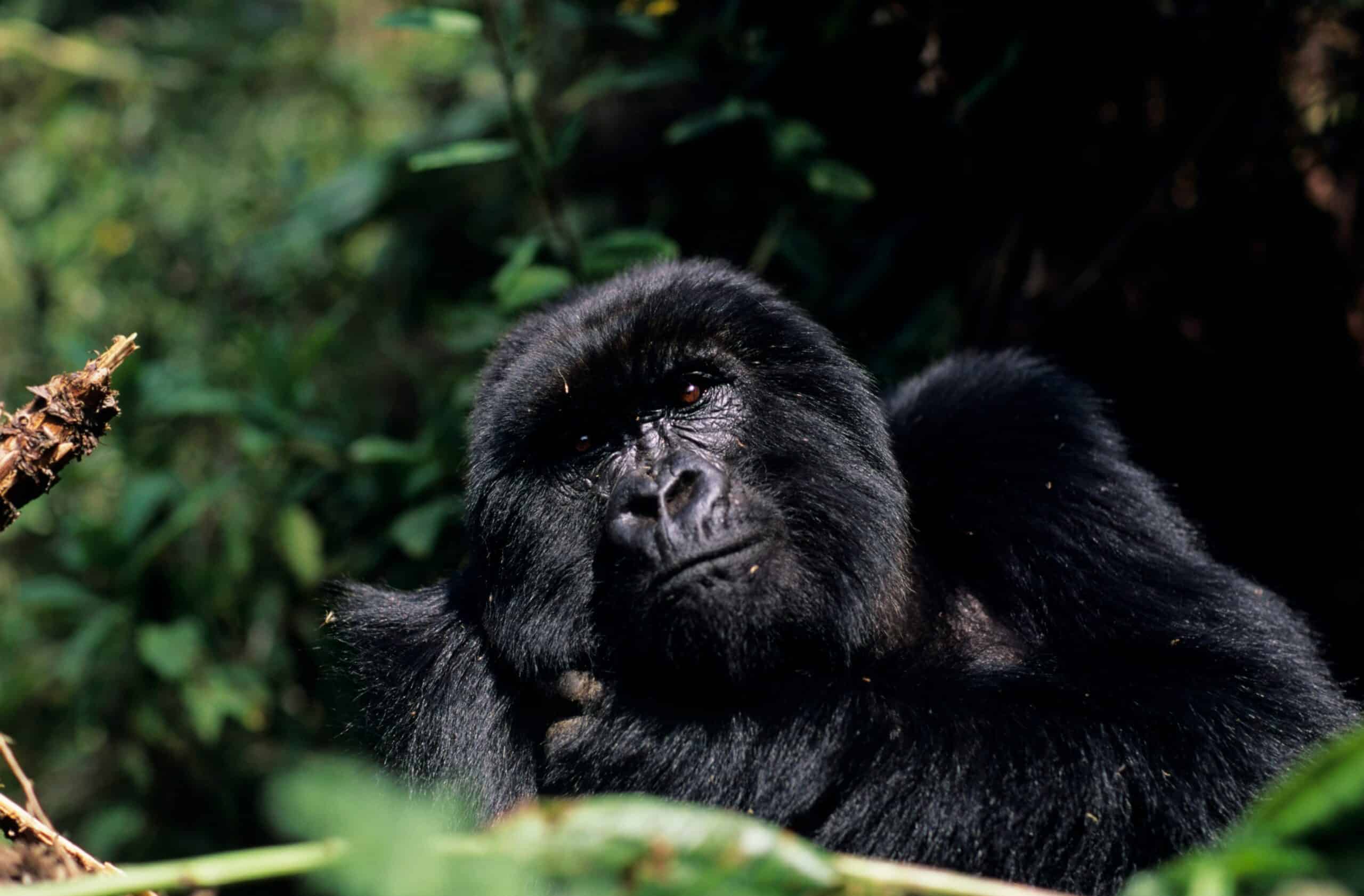 Rwanda by Luxe Tribes photo 1