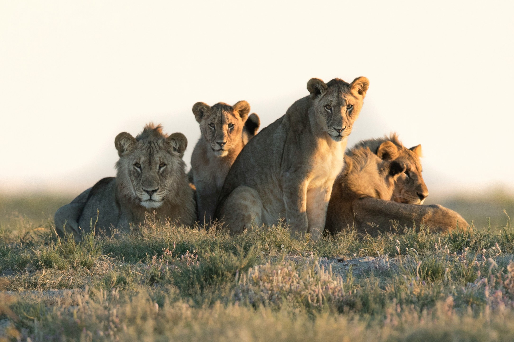 Botswana -photo - 5