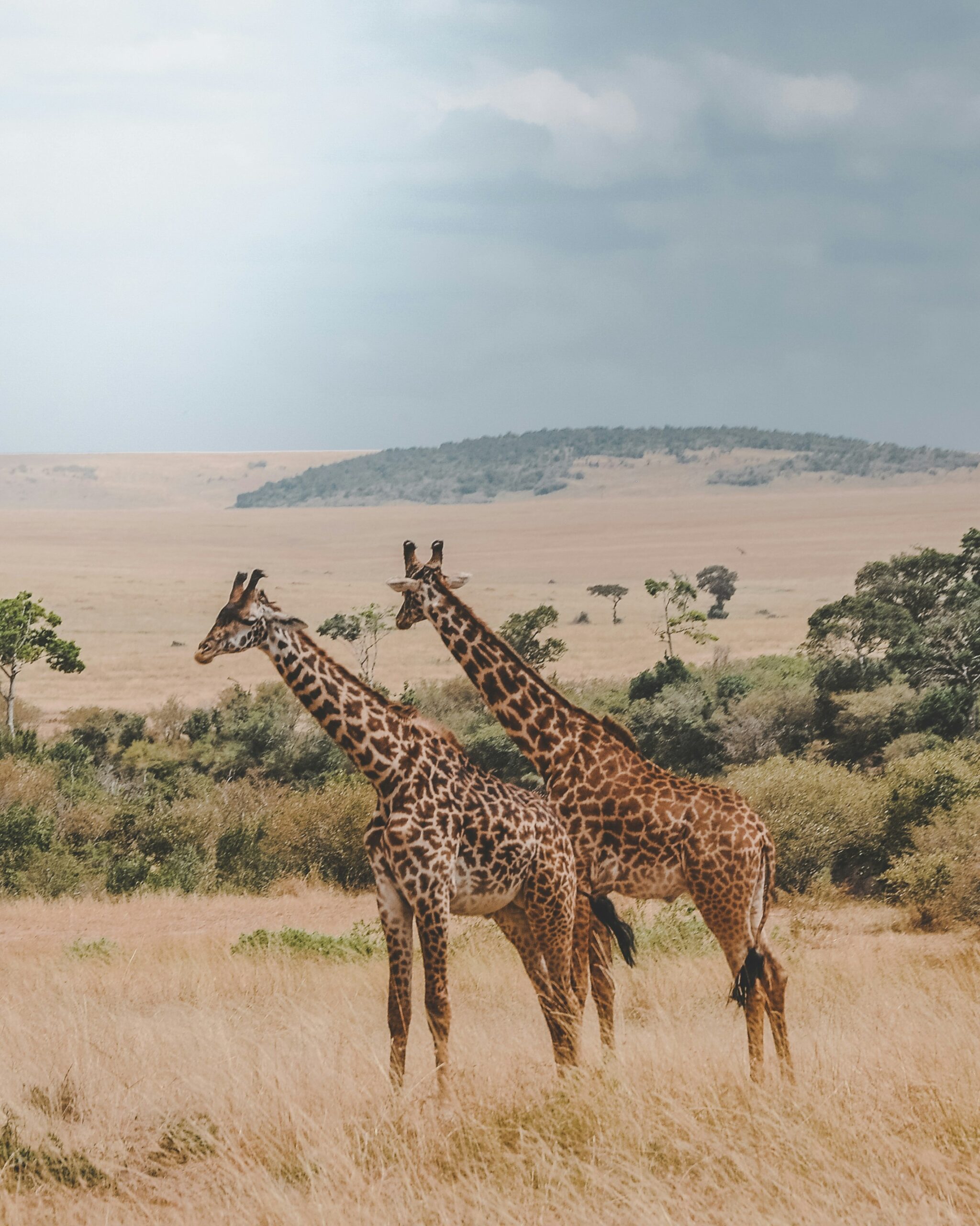 Tanzania: Ultra Luxury Safari & Zanzibar beach getaway -photo - 13