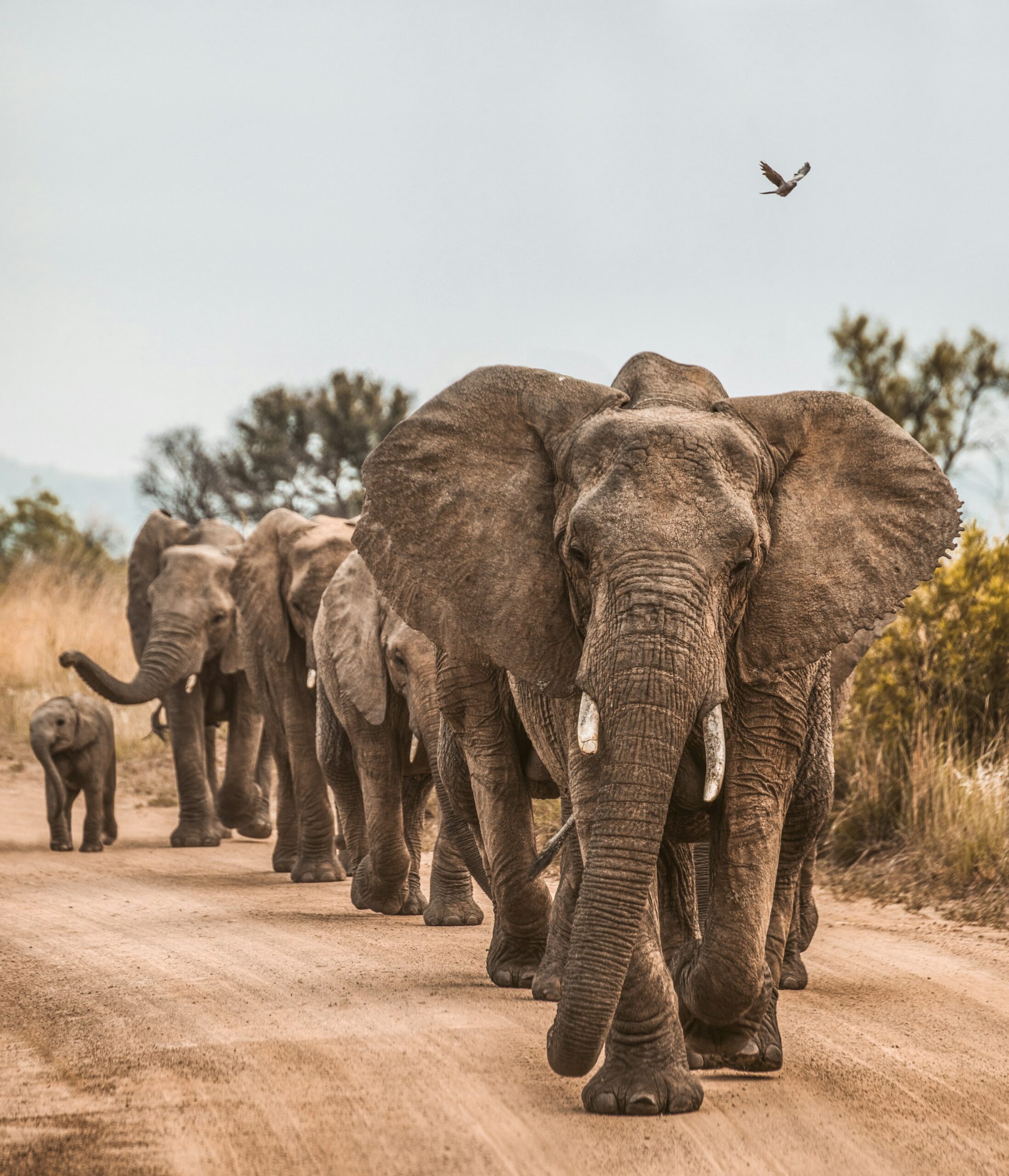 Tanzania: Ultra Luxury Safari & Zanzibar beach getaway by Luxe Tribes photo 2