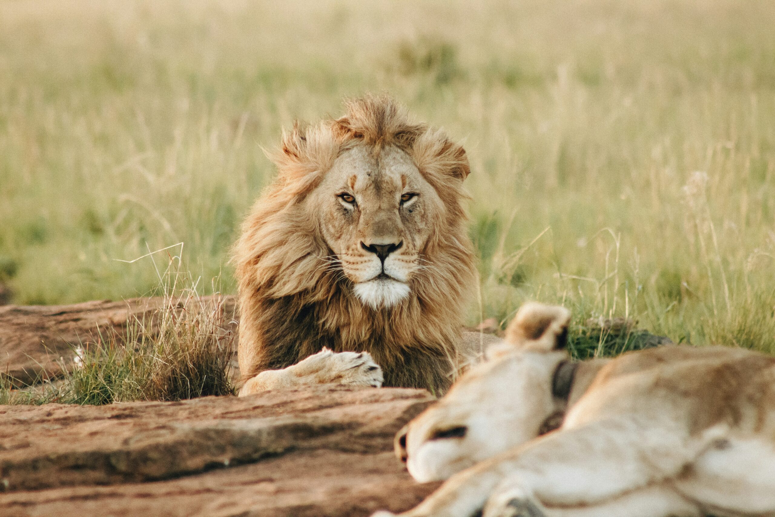 Tanzania: Ultra Luxury Safari & Zanzibar beach getaway -photo - 2