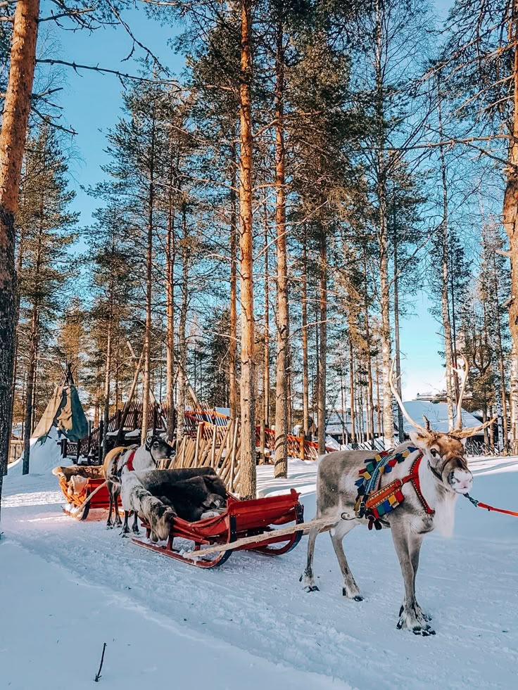 Finland Winter Escape 2026 -photo - 3