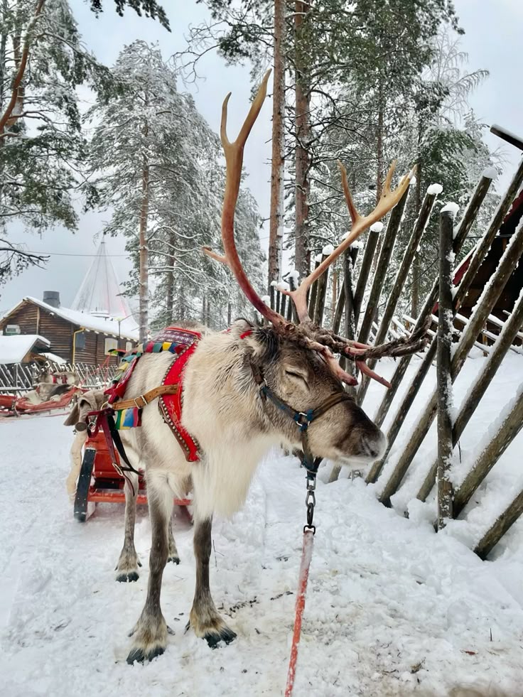 Finland Winter Escape 2026 -photo - 10