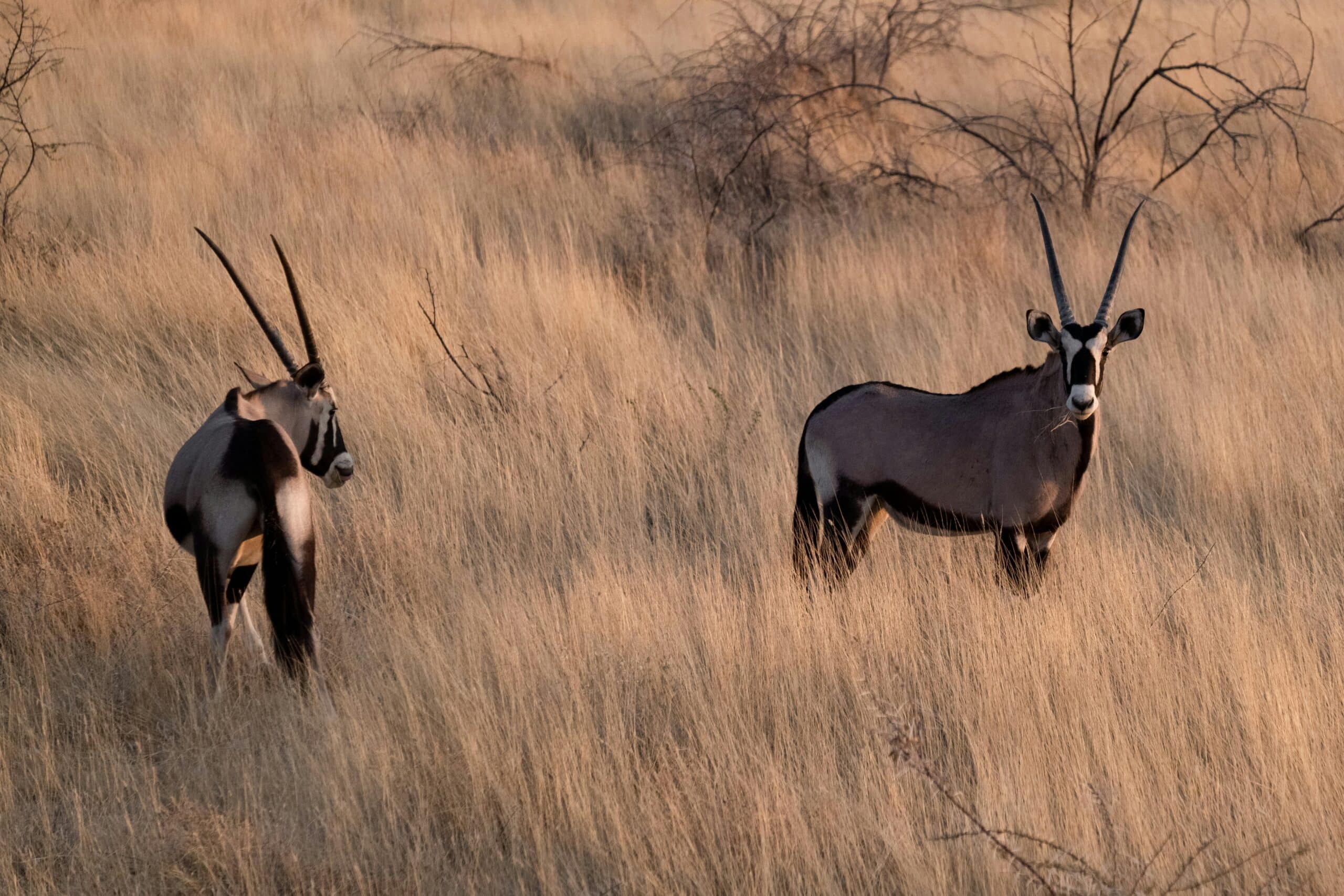 Namibia -photo - 8
